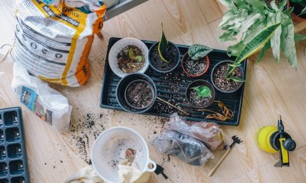 10 eenvoudige tips voor het onderhoud van je tuin