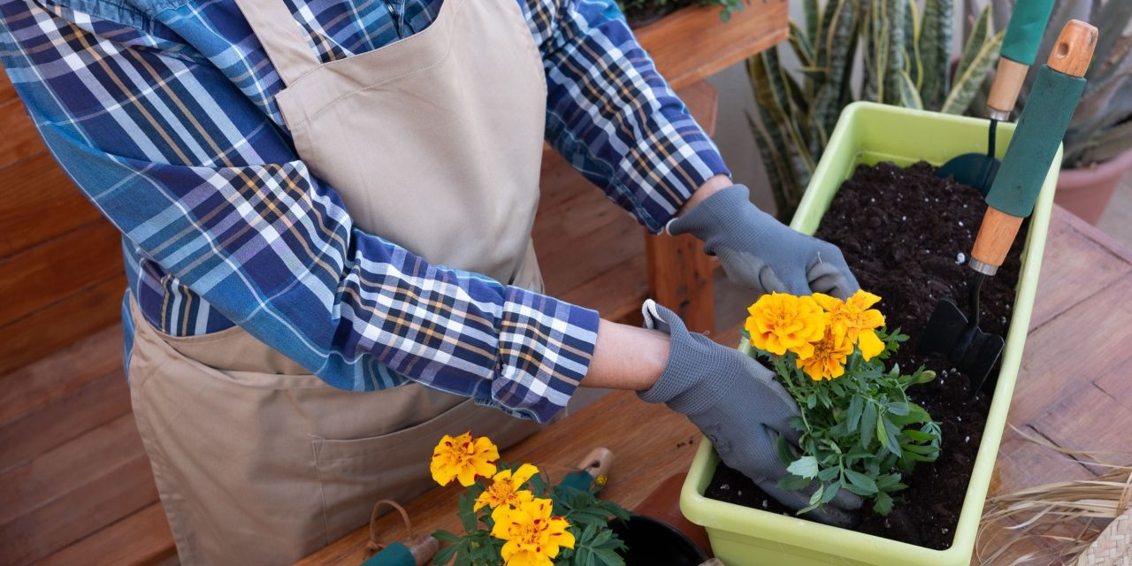 Ontdek de Pracht van Seizoensgebonden Planten