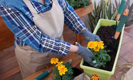 Ontdek de Pracht van Seizoensgebonden Planten
