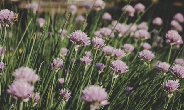 Ontdek de Voordelen en Nadelen van Tuinieren met Vaste Planten