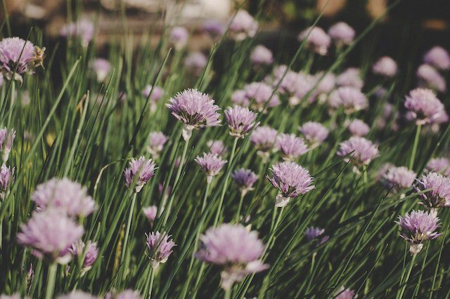 Ontdek de Voordelen en Nadelen van Tuinieren met Vaste Planten
